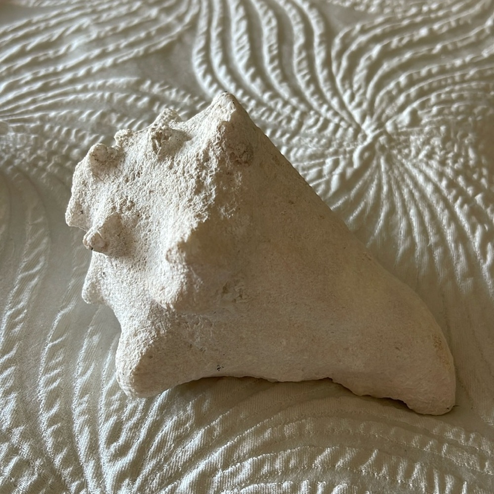 🐚 Conch Shell from Turks and Caicos Island